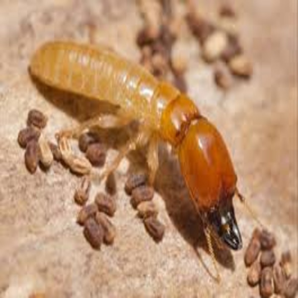 termite pest control & bird proofing Ahmedabad