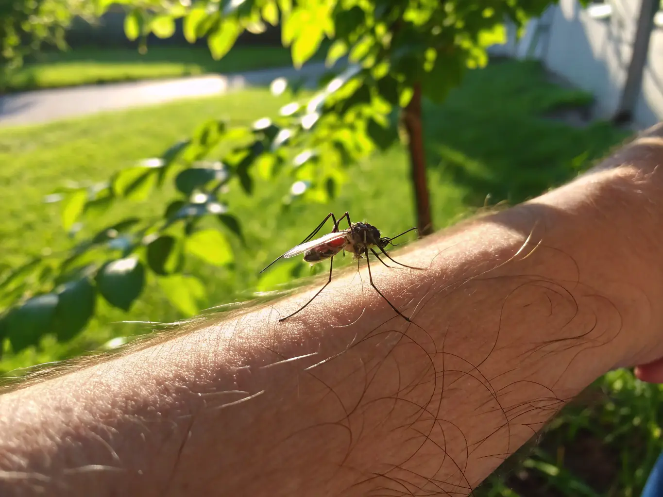 A clear image showing mosquitoes buzzing around a person's arm, emphasizing the annoyance and potential health risks associated with mosquito bites.
