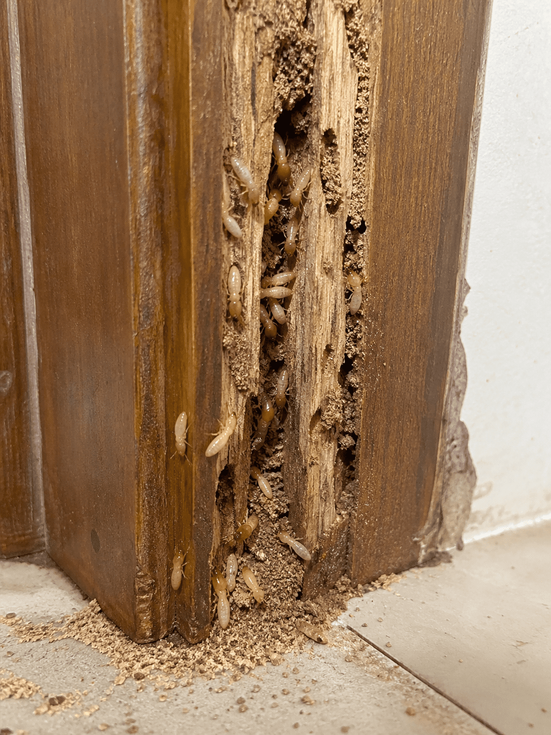 Eco-friendly udhai (termite) & pest control for homes near Kudasan, Gandhinagar. Trusted by 10,000+ families. Certified experts. Free inspection — call now!